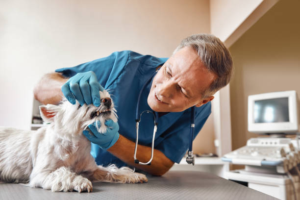 Best Emergency Dental Care for Abscessed Tooth in Fayetteville, TN
